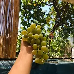 Isik , A Happy Vacation Story بيت للعطل فتحية